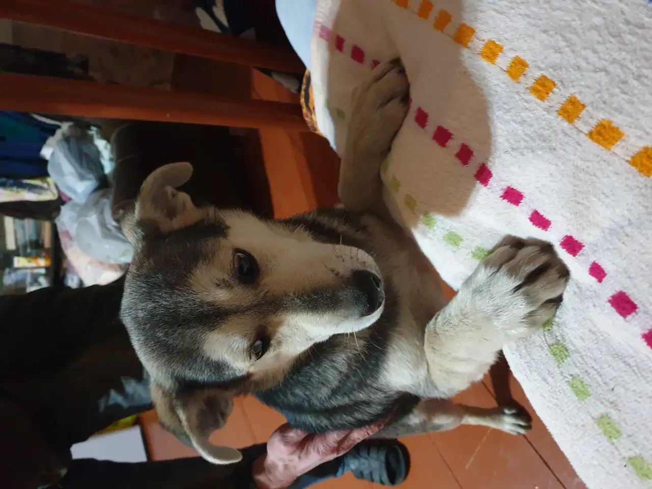 Щенки в дар, фотография 2