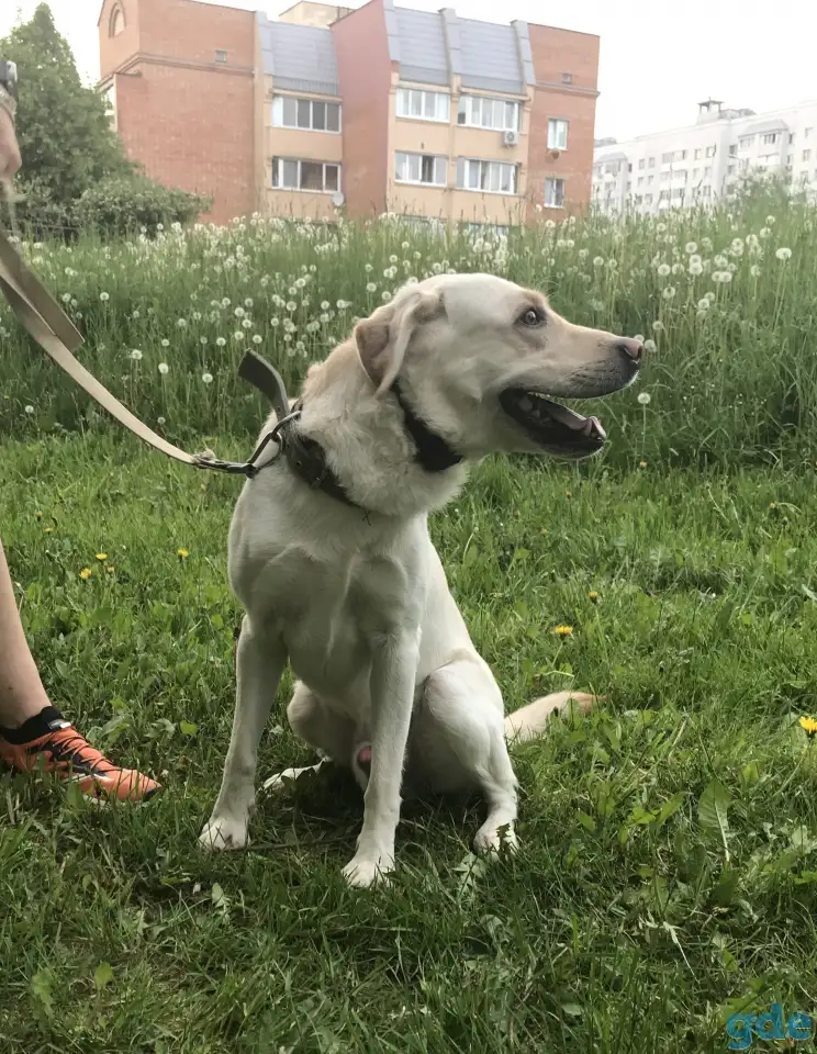 Лабрадор ретривер, отладим в хорошие руки, фотография 1