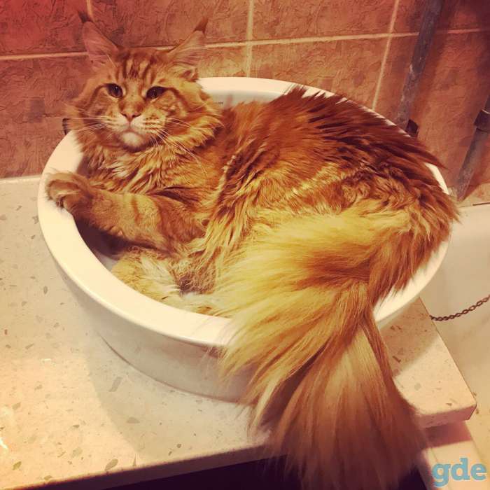 Котята Мейн кун, фотография 2