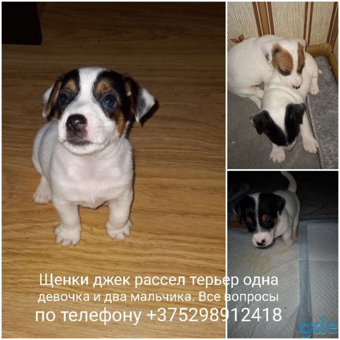 Щенки джек рассел терьер, фотография 2