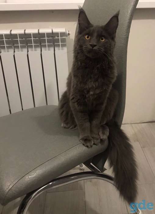Котята мейн-кун, фотография 9