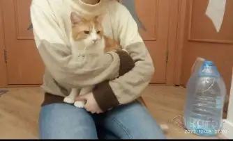 Чудесный рыжий котик Бонечка ищет дом и семью!, фотография 4