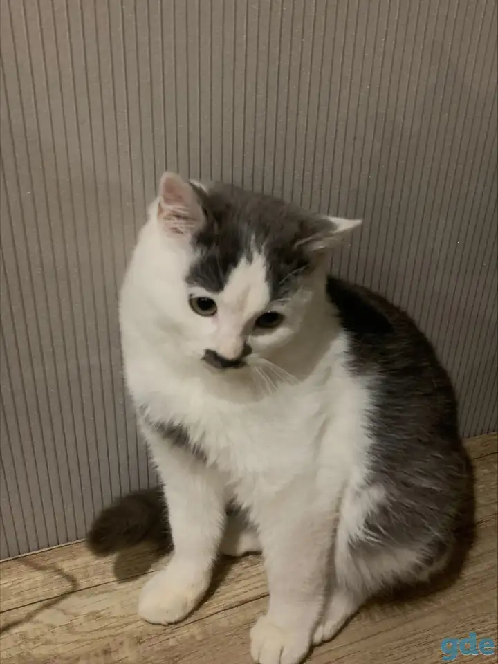 Котенок в дар, фотография 1