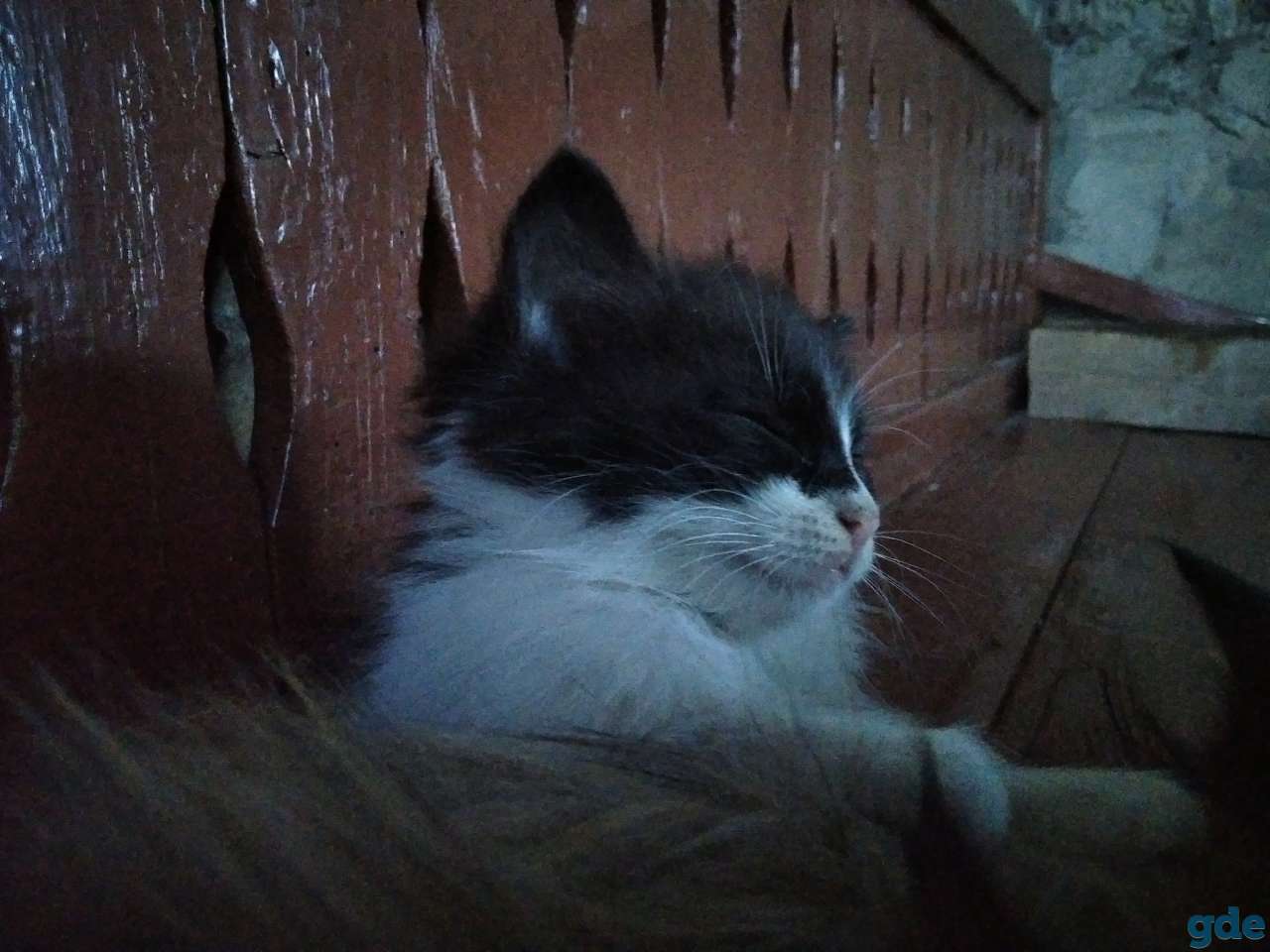 Отдадим котят в хорошие руки, фотография 5