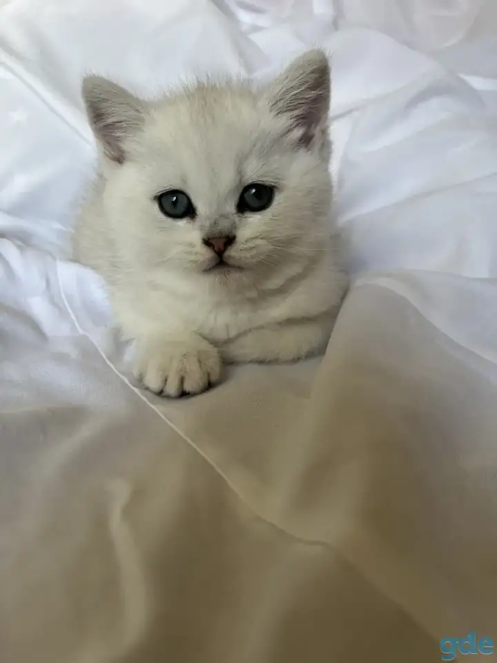 Британские котята окрас серебристая шиншилла, фотография 5