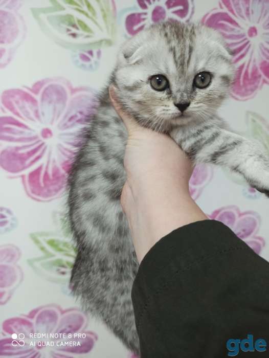 Котята, фотография 10