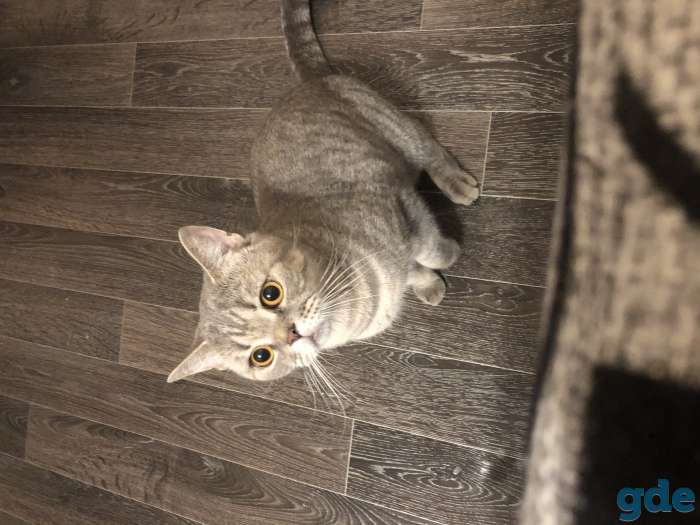 Шотландские котята, фотография 2