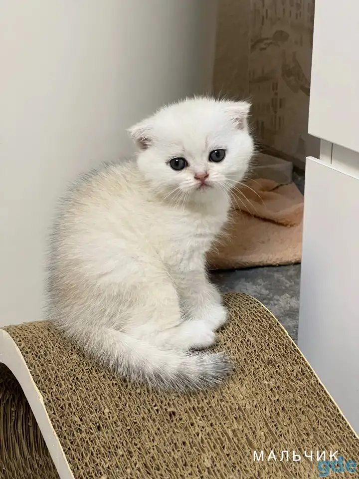Шотландский котенок, фотография 2