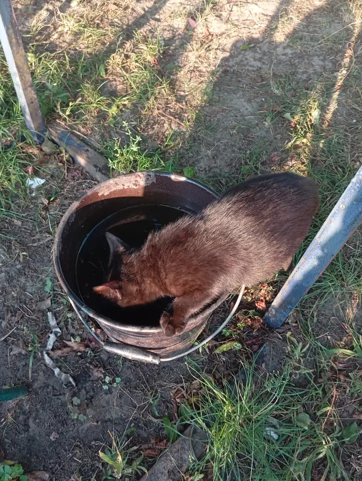 Котенок в дар, фотография 9