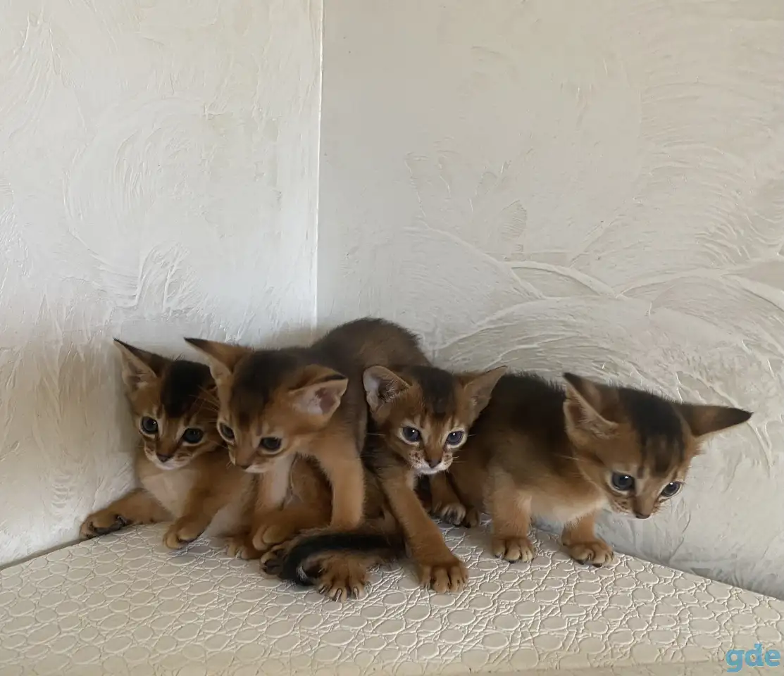 Абиссинские котята, фотография 4