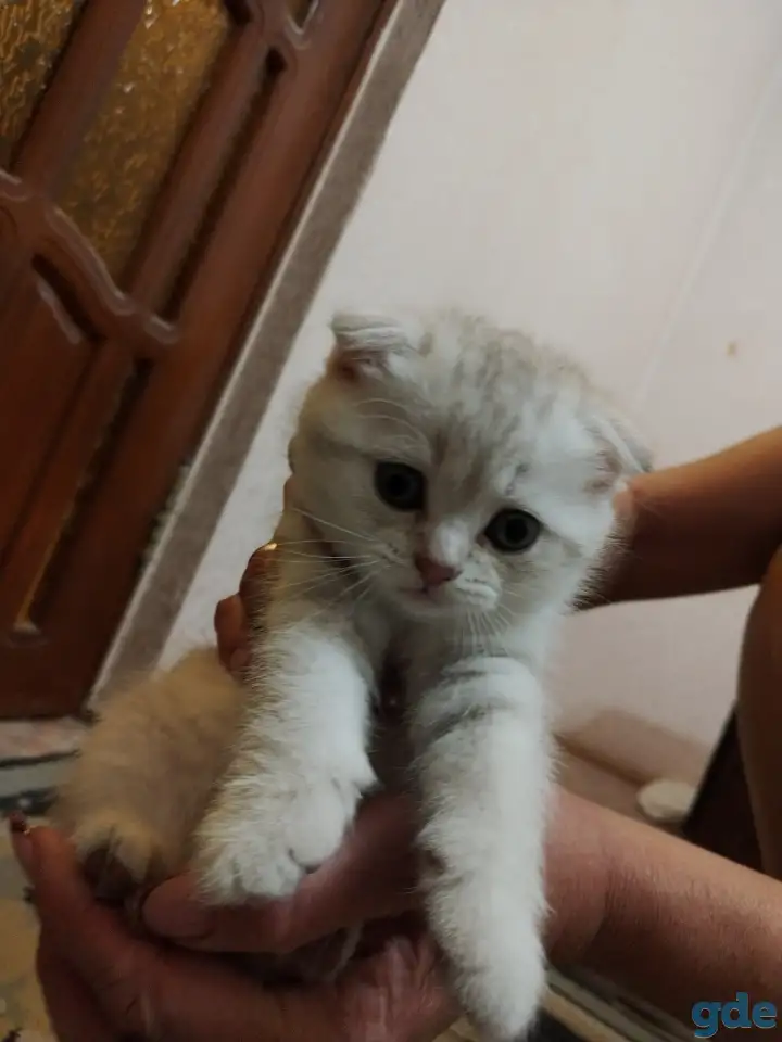 Котята шотландские вислоухие, фотография 4