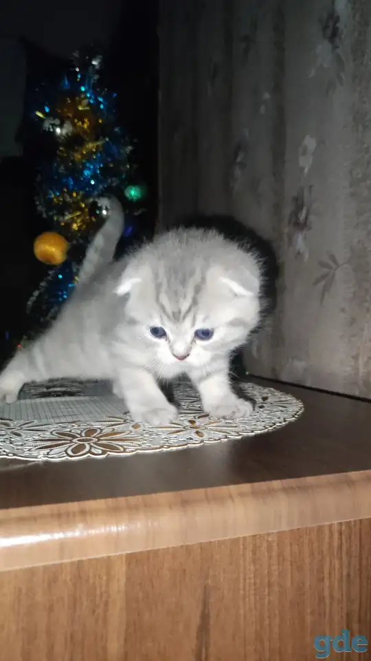 Шотландские чистокровные котята, фотография 3