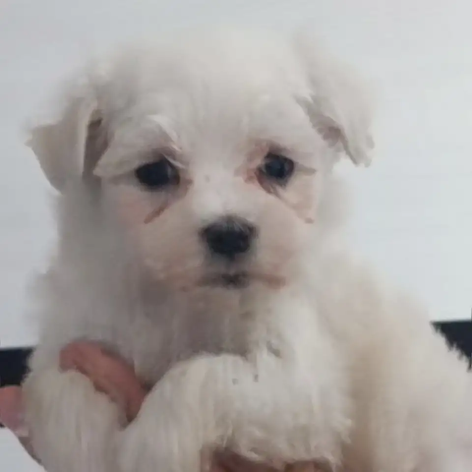 Мальтийской болонки щенки, фотография 3