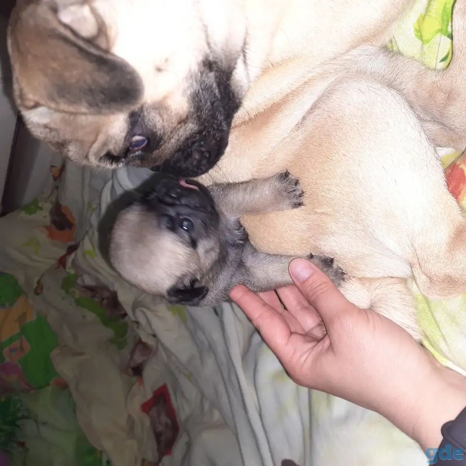 Продаются щенки мопса, фотография 2