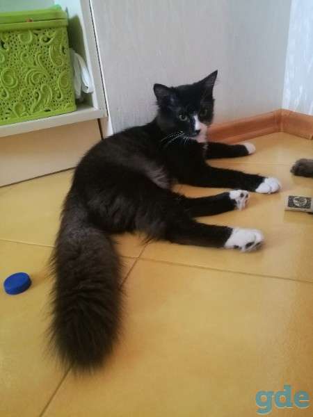 Котенок ищет дом, фотография 1