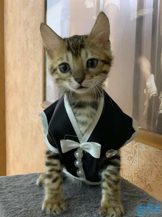 Бенгальские котята, фотография 5