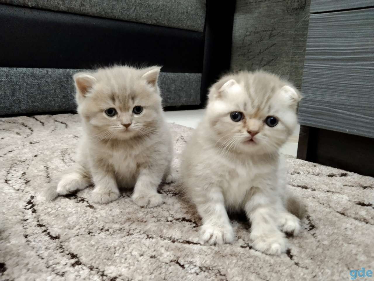 Котята, фотография 2