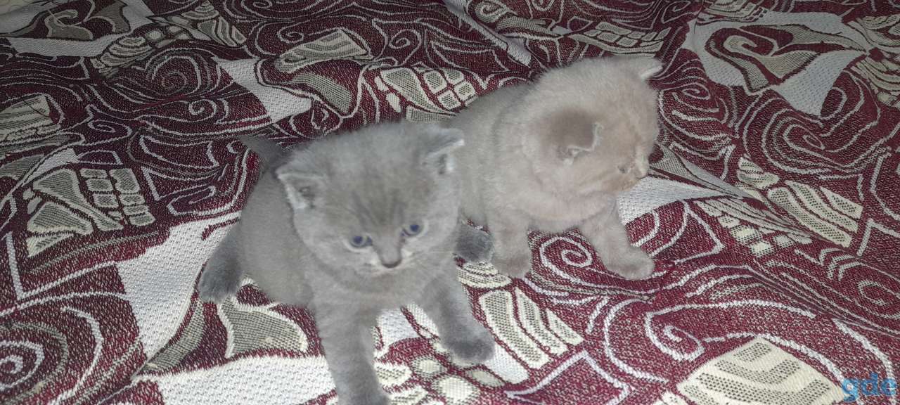 Британские котята, фотография 6