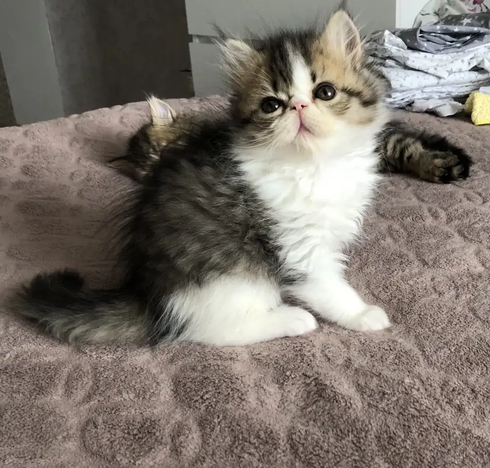 Продам персидских котят, фотография 4