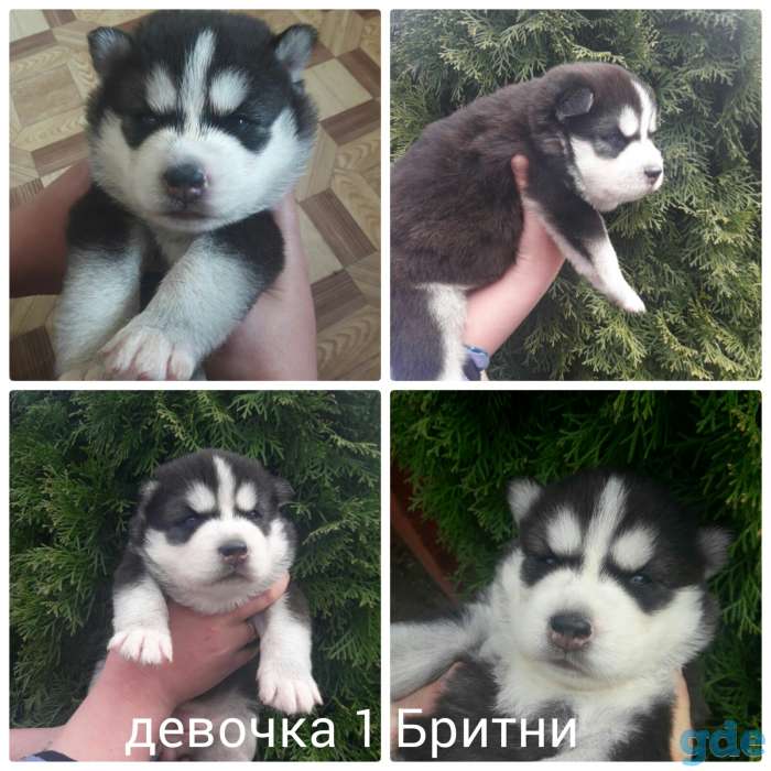 Щенки хаски, фотография 2