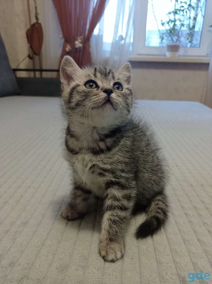 Шотланский котенок, фотография 1