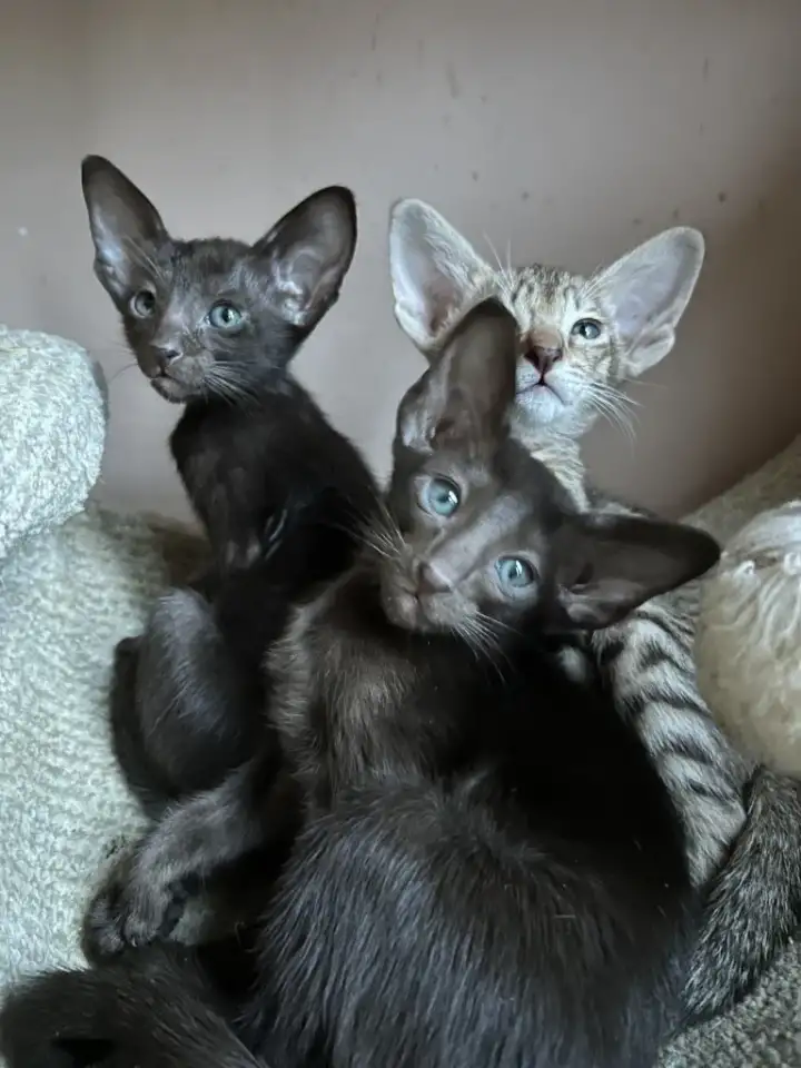 Ориентальные котята, ориенталы., фотография 12