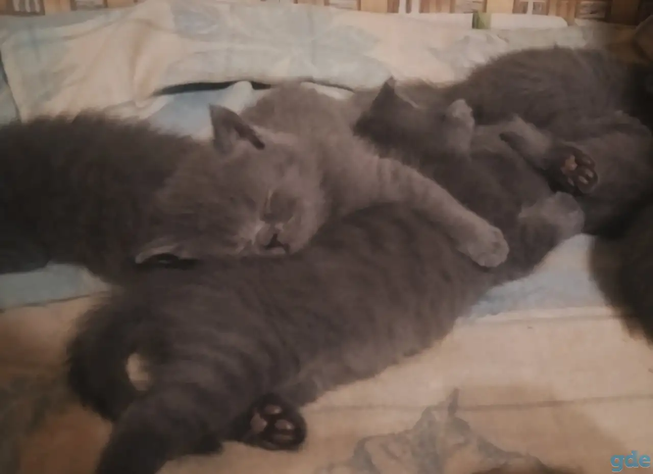 Продам британских котят, фотография 9