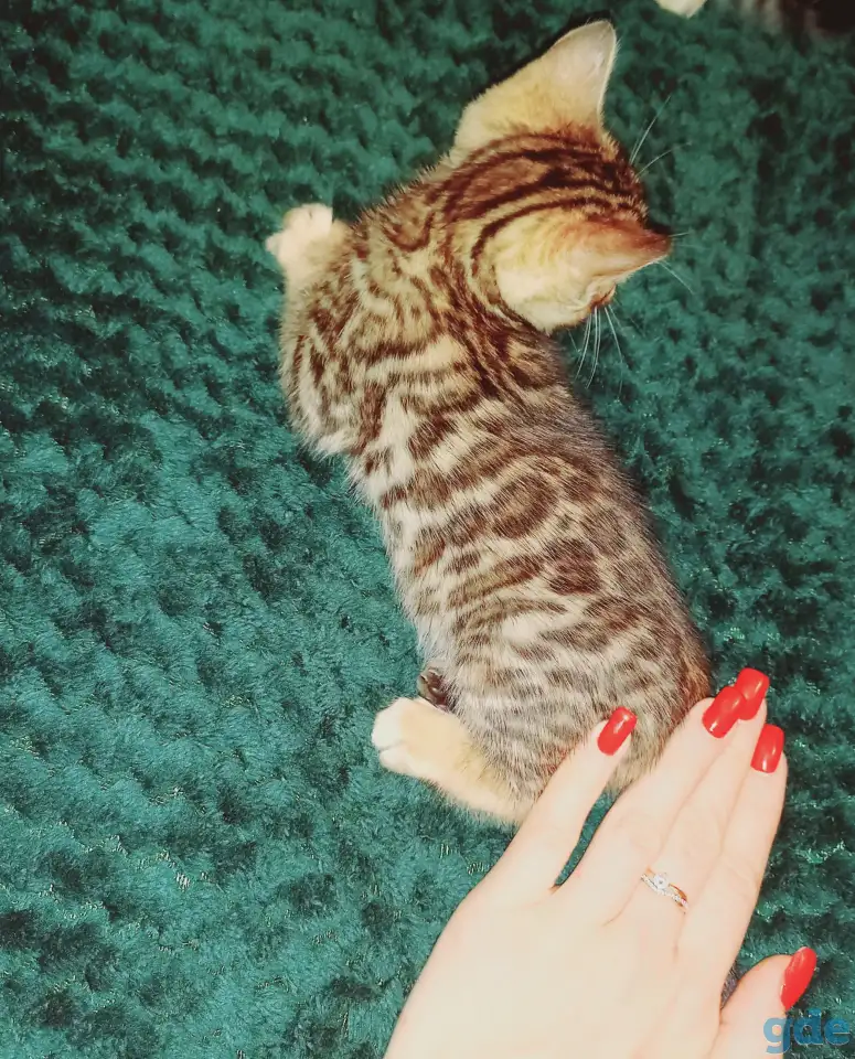 Бенгальские котята, фотография 5