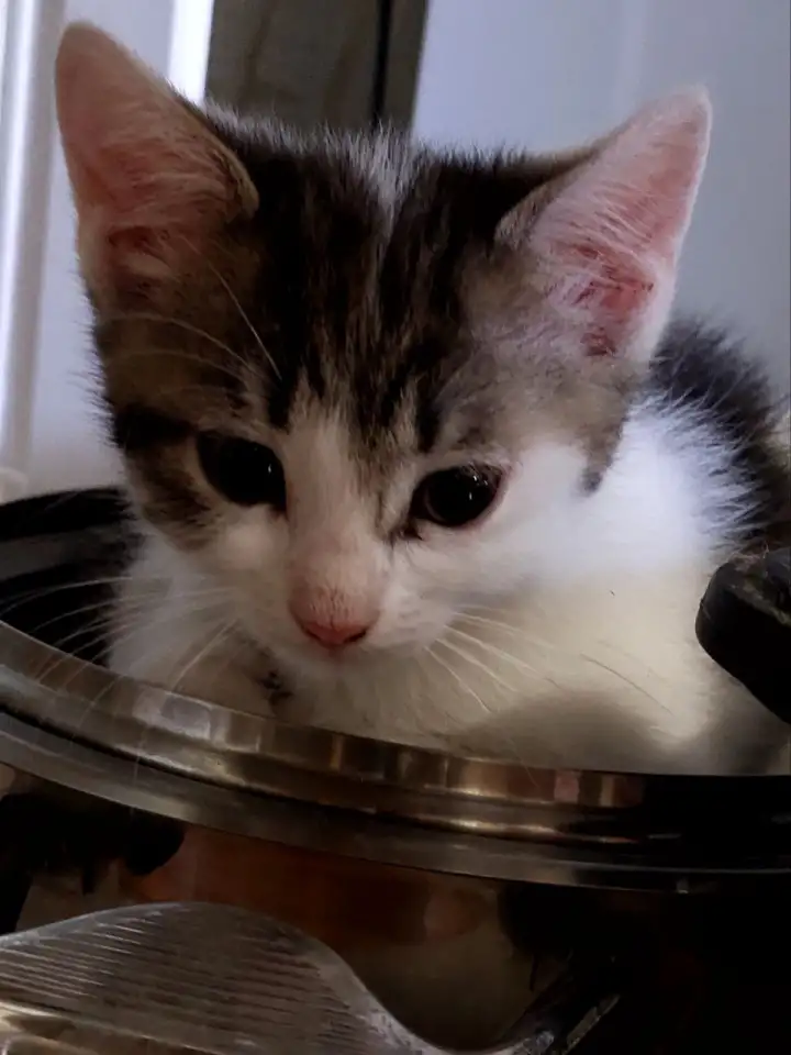 Ищу дом для котенка, фотография 3