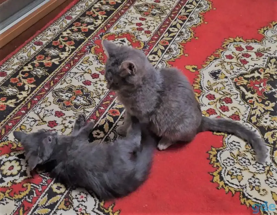 Котята в дар, в добрые руки, фотография 4