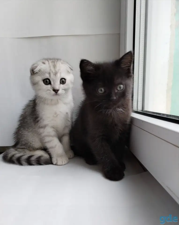 Скоттиш-страйт, шотландцы, фотография 8