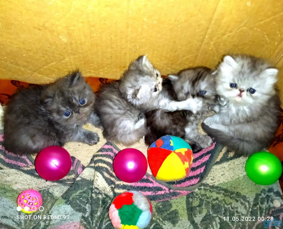 Персидские котята Экстремального типа чистокровные. Персы., фотография 4