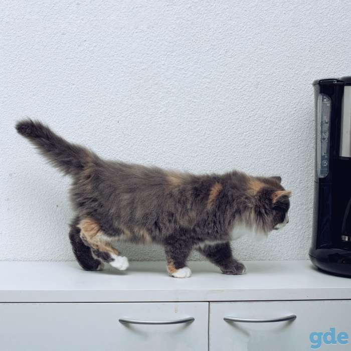 котята в дар, фотография 5