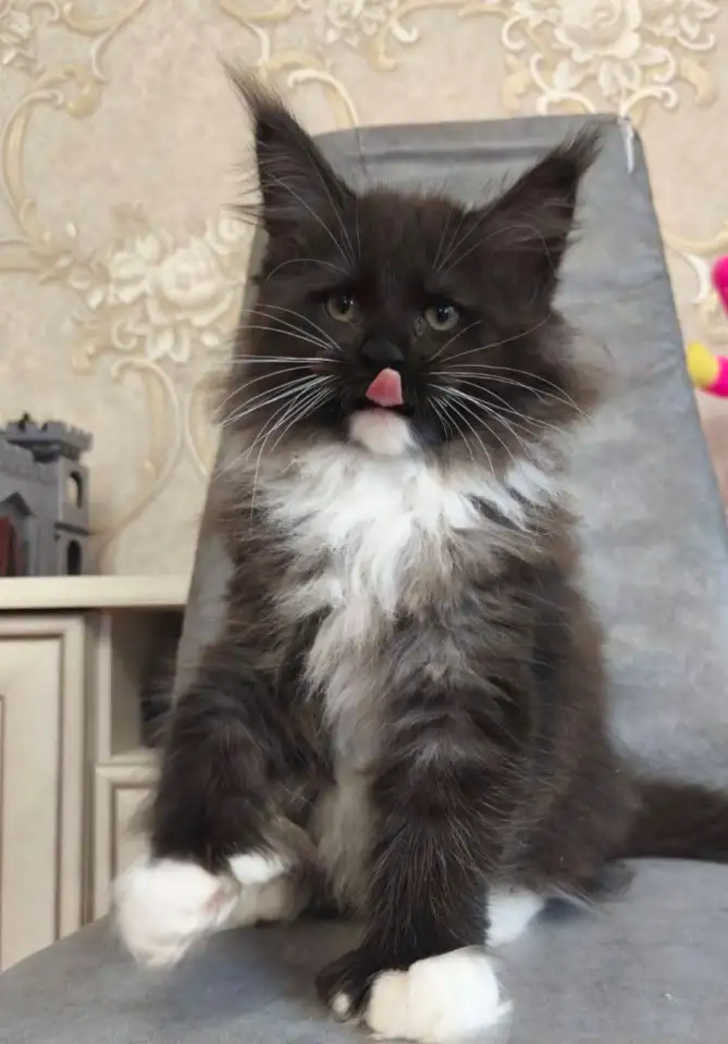 Мейн кун , полидакт, фотография 2