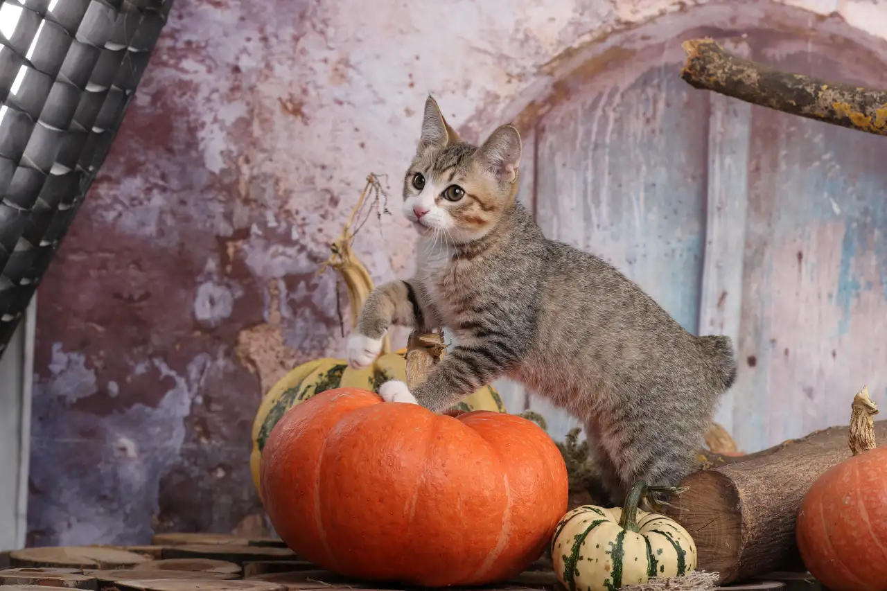 Котята курильского бобтейла, фотография 7