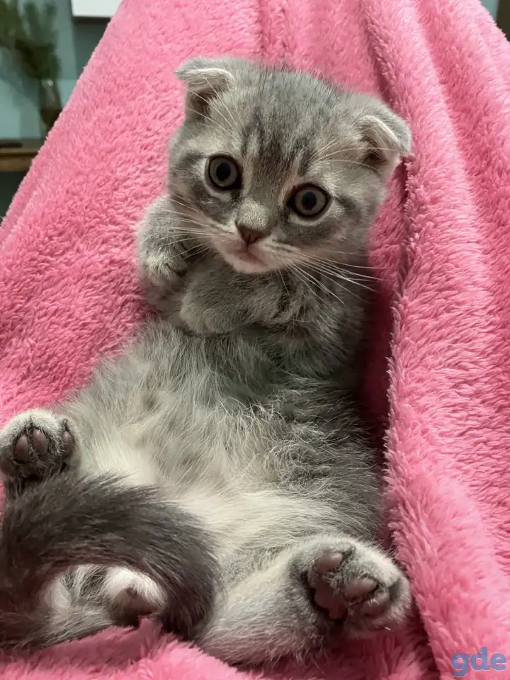 Шотландские котята, фотография 3