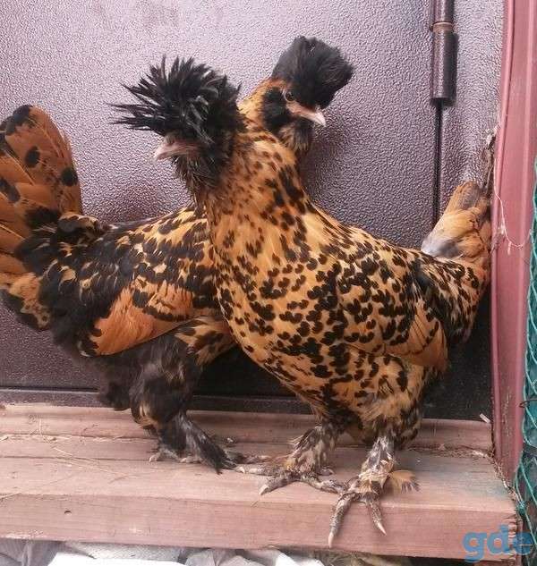 Павловские петухи, фотография 2