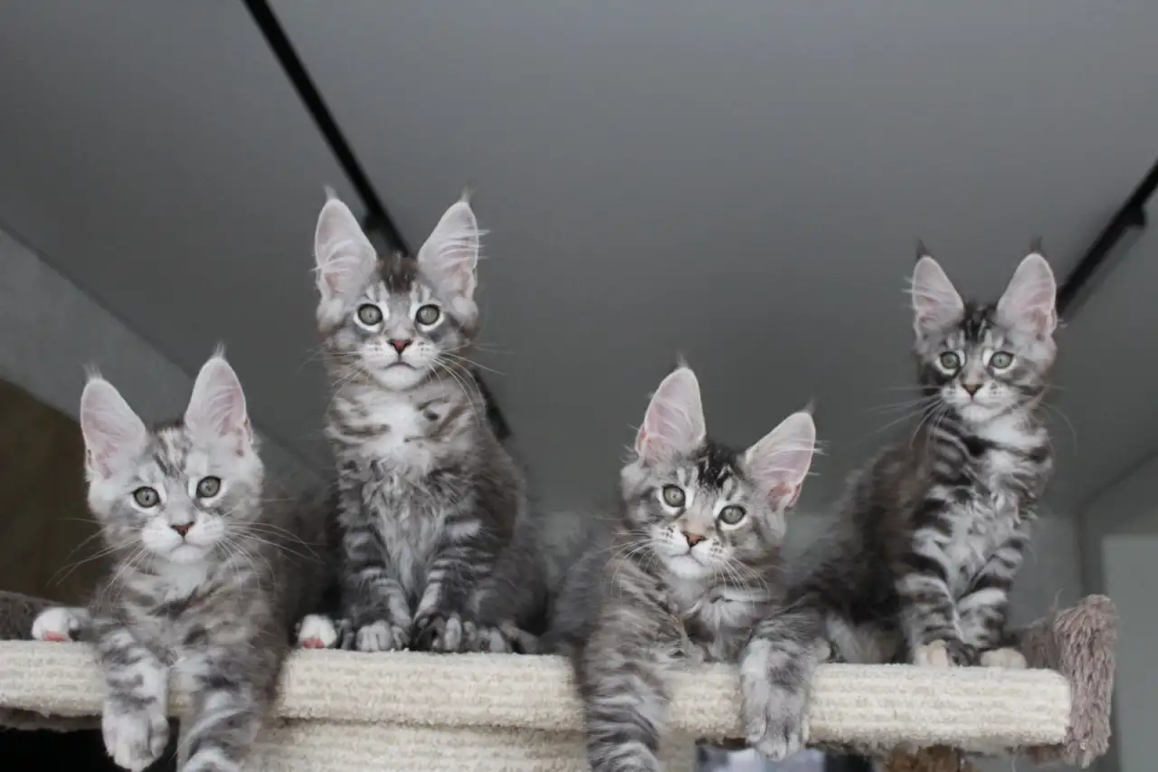 Мейн кун котята!, фотография 5