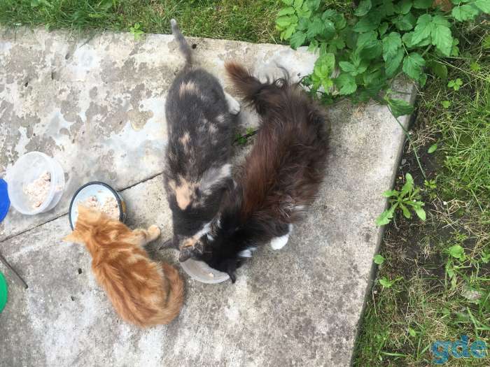 Котята, фотография 1