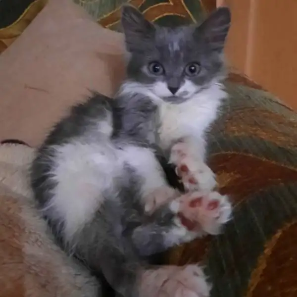 Кошка-с-ладошку ищет семью!, фотография 2