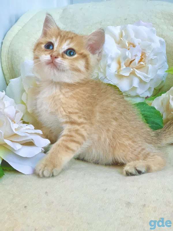 Котята шотландские ЗОЛОТАЯ ШИНШИЛЛА цена снижена!, фотография 2