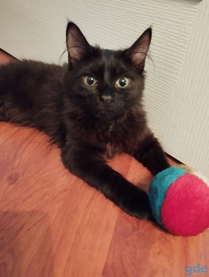 Котёнок. Кошечка в добрые руки, фотография 2