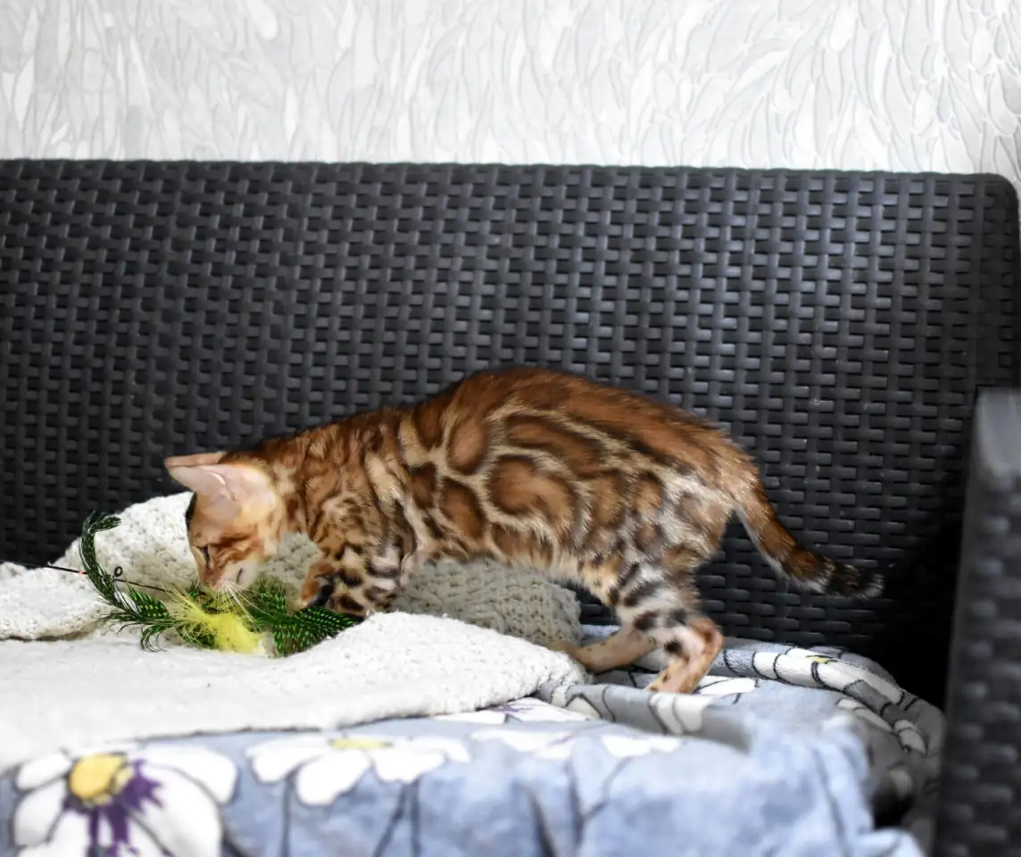 Лучшие бенгальские котята, фотография 4