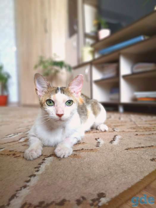 Кошка Басти, фотография 5