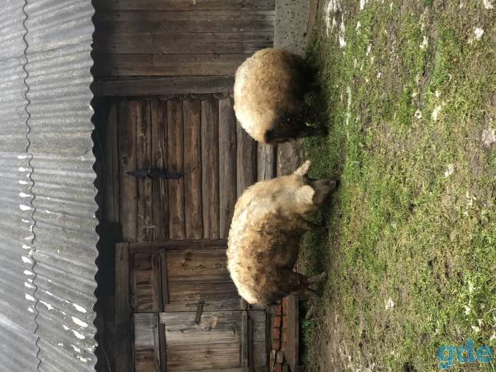 Продаю 2 поросных свинок венгерской мангалицы., фотография 3