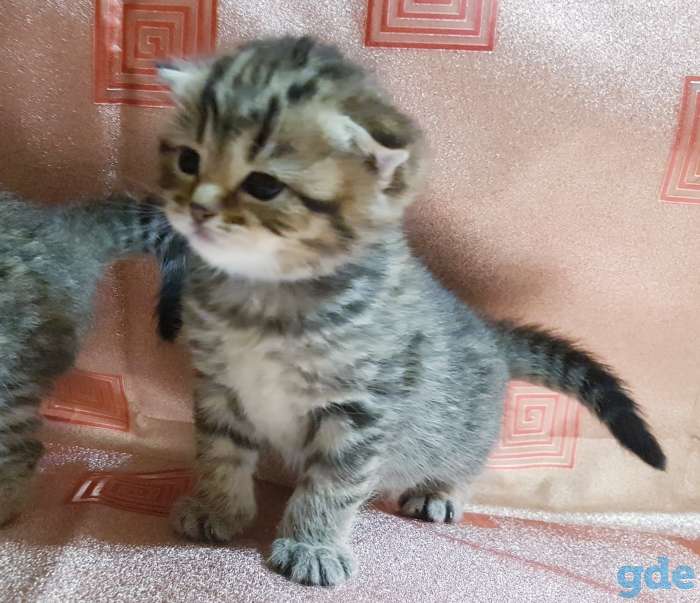 Котики шотландские,вислоухие котята., фотография 6