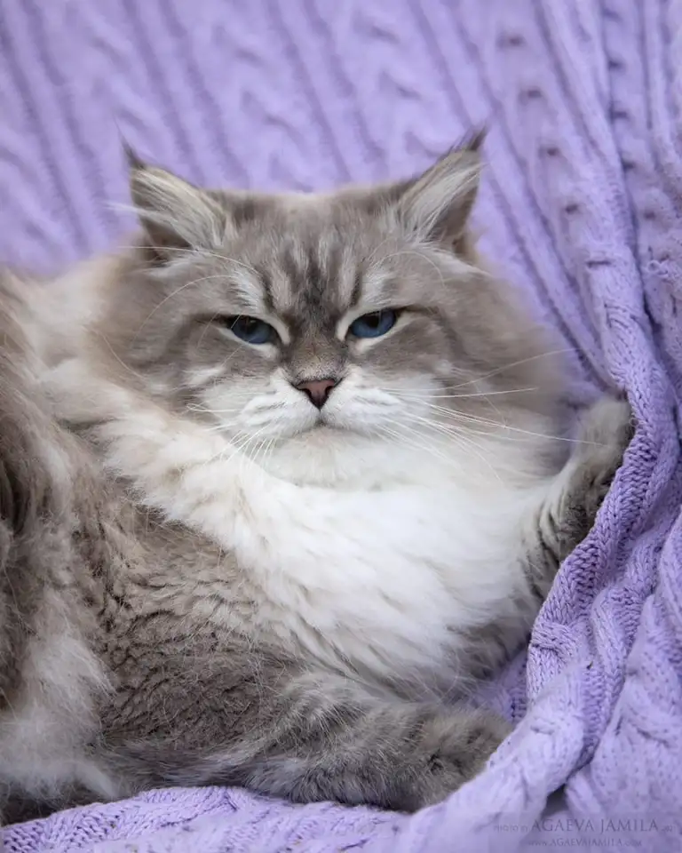 Сибирский кот, невский маскарадный кот ищет новую семью, фотография 5