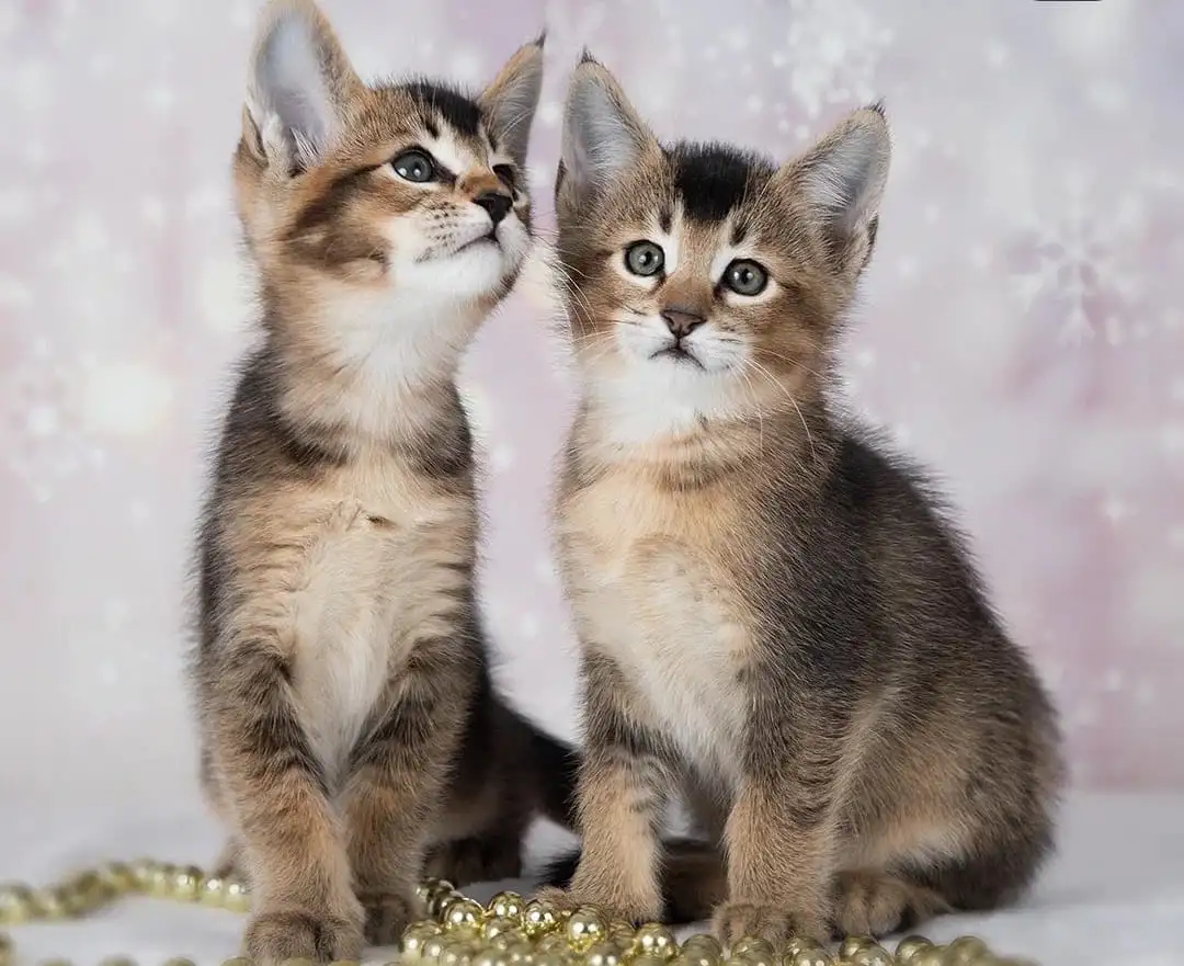 В продаже котята Каракат f4 и Каракат f5., фотография 1