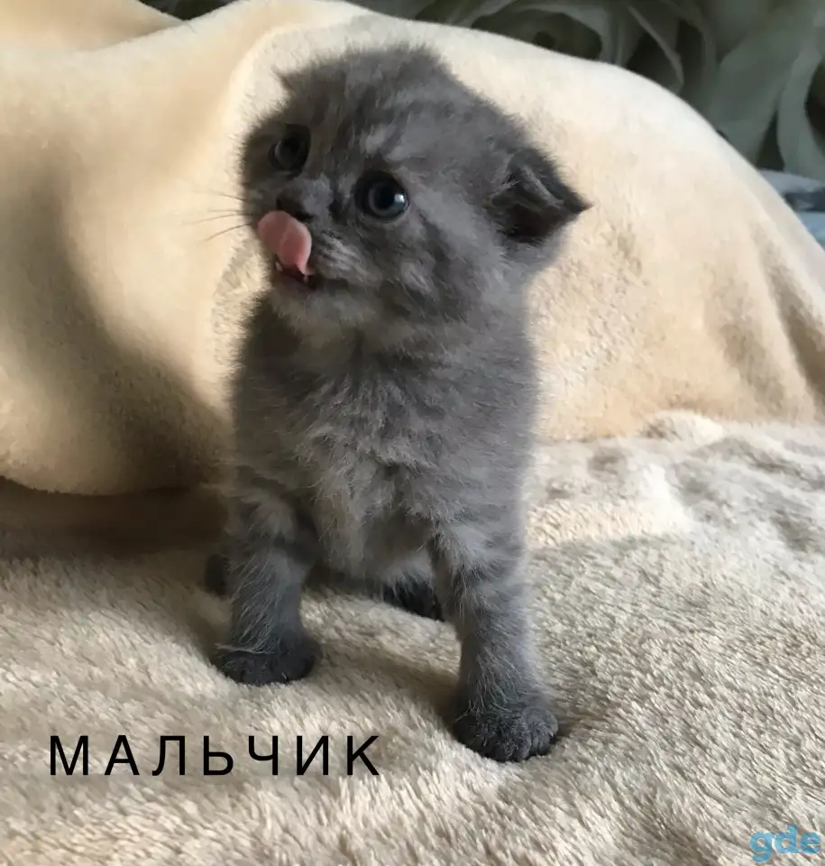 Шотландские вислоухие котята, фотография 1