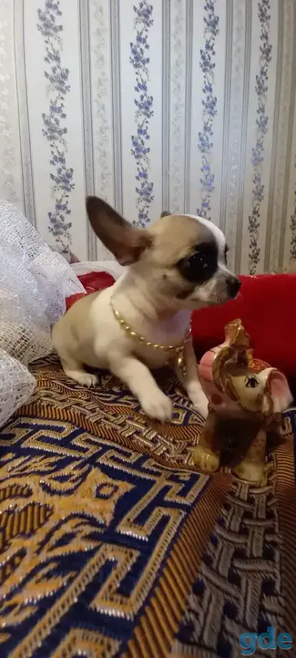 Чихуахуа, фотография 1